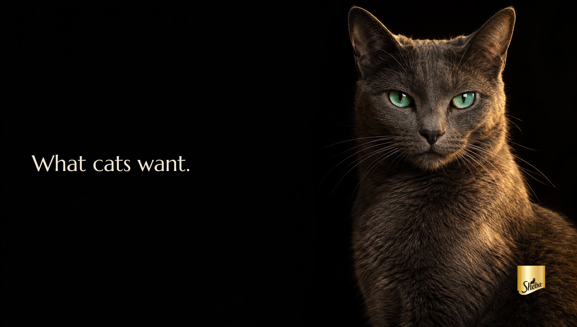 Poster: a grey cat with teal green eyes in candlelight with the line what cats want